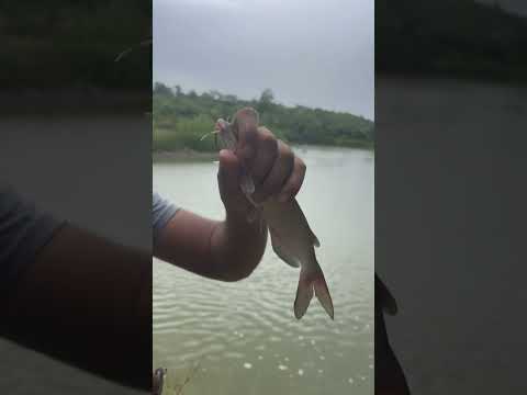 Cómo agarrar un bagre para los principiantes de la pesca #fishing #lineadepesca #pesca #carpfishing