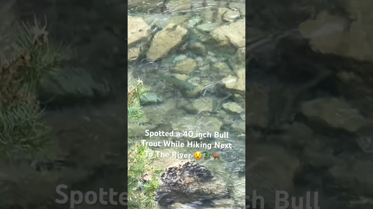 You Won't Believe This 40-Inch Bull Trout on My Hike!