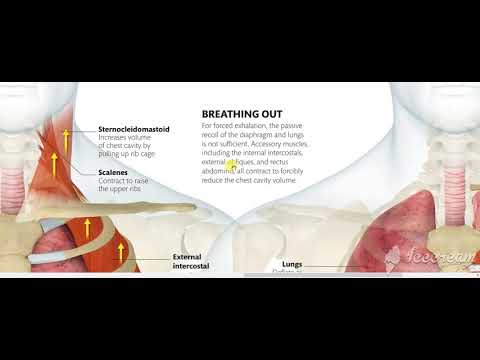 Mechanics of breathing 8