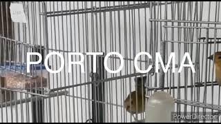 PORTO CMA