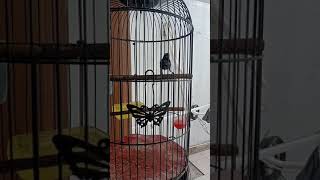 Download lagu konin rasa lovebird mp3