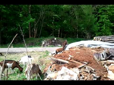 , title : 'kleiner Thüringer Waldziegenbock spielt mit Barbadosbock'