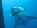 Deep Blue - The biggest great white shark ever fil...