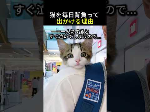 子猫を毎日背負って出かける理由が尊すぎる！