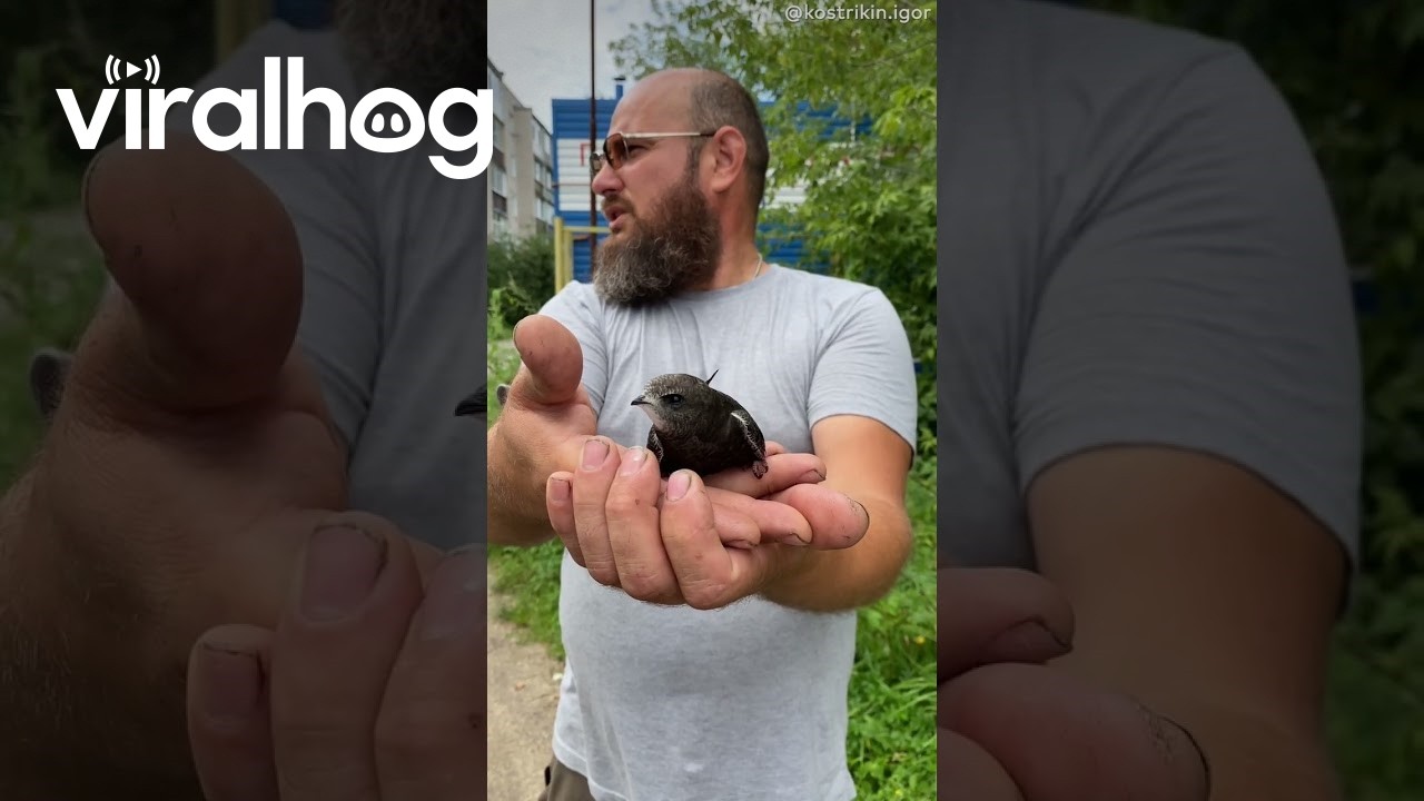 Rescuing and Caring for an Exhausted Swift || ViralHog