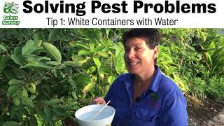 Pests: Monolepta Beetle Destroying Fruit Trees (Organic Pest Control)