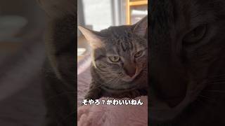 可愛いと言われるまでなっとくしないたま様 #猫 #猫のいる暮らし #cat #保護猫 #ねこ動画