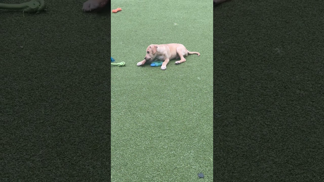 DOGWOOD, an adopted mixed breed in kingsport, TN video 2/6