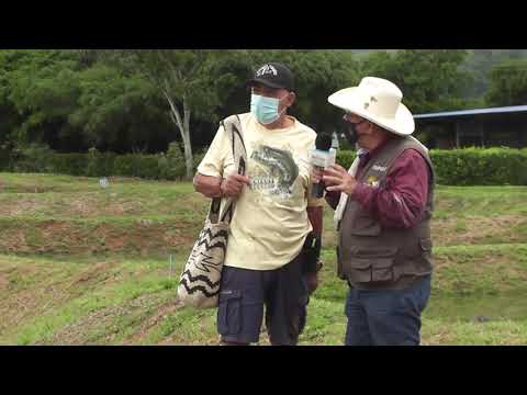 Pirarucú, cría y comercialización.