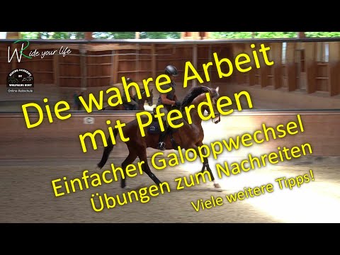 F138 Learn to ride the simple flying change! Exercise for collection/sitting before the walk halt.