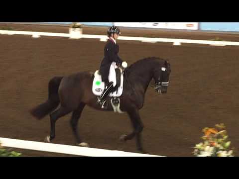 Rami - National Dressage Championships 2016