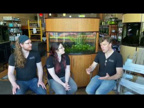 Royal Butterfly Danio Species Profile