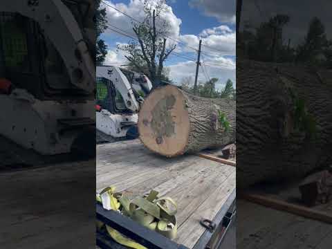 Picking up this large Poplar log for future milling!