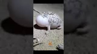 Rain Frog Sound #shorts