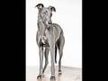 "Kiss my whippet"-Genevra/Fila Brazilla