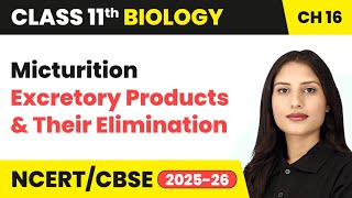 Micturition - Excretory Products and Their Elimination | Class 11 Biology Chapter 16 | CBSE 2024-25