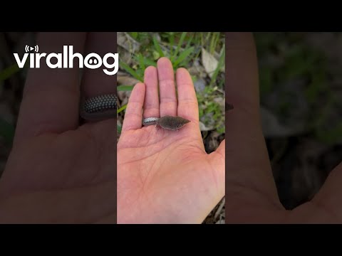 Taming The Tiny Shrew || ViralHog