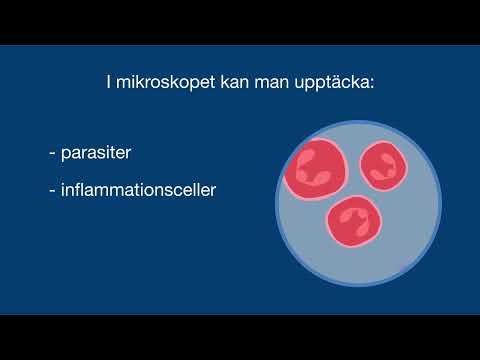 Varför vill veterinärer göra cytologiska undersökningar när hunden har öroninflammation?
