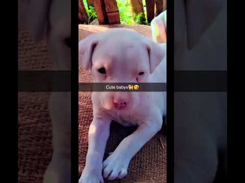 || Dog Lovers || #doglover#loker #hashtag #lovestatus