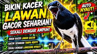 Download lagu Suara Burung Kacer Bikin Lawan Emosi Gacor, Pancingan Kacer Agar Cepat Emosi Gacor mp3 Download lagu Suara Burung Kacer Bikin Lawan Emosi Gacor, Pancingan Kacer Agar Cepat Emosi Gacor mp3