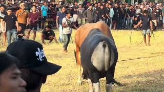 Download lagu TOK_TOK SAPI BAWEAN 2026 || DONO VS GHELETAH || Lapangan Bhinteng Desa Sukalela mp3