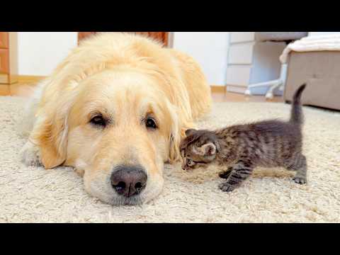 YouTube 썸네일