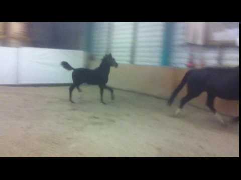 Sir Santano HF v. Sir Heinrich x Brentano - Freilauf - zu verkaufen