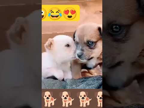 🐕😍🐶😜🥰😘#shotsfeed #doglover #dog #dogowner #kritika #muku #goodmorning #puppyface #naturephotography