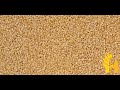 Sesame Prices Latest Global Prices Today 2022 2023
