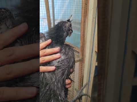 Raysha Emak Cemani Farm RAJEKWESI Quality Birds