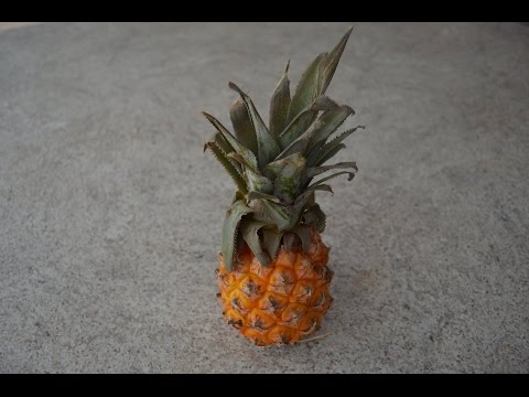 download lagu mp3 mp4 Fresh Baby Pineapples, download lagu Fresh Baby Pineapples gratis, unduh video klip Fresh Baby Pineapples