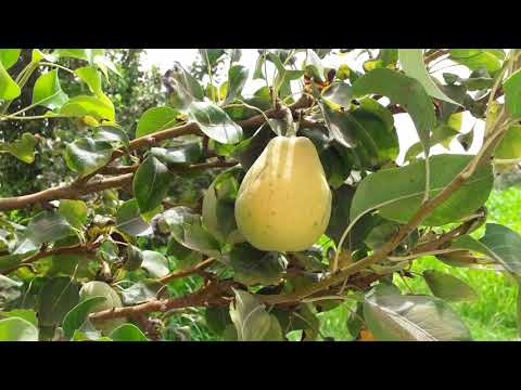 Ägyptischer Obstgarten mit Mangos, Trauben, Orangen, Datteln