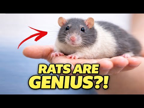 Potkan domáci (Rattus norvegicus domestica) — sprievodca pre začiatočníkov