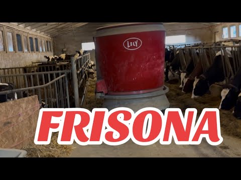 THE ONLY FRIESIAN FARM IN THE AOSTA VALLEY, Pont Mathieu Farm, Nus (AO)