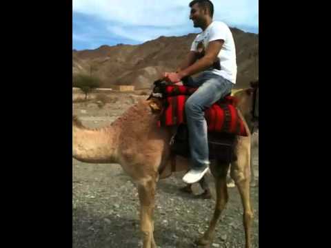Riding a mad camel in Oman.