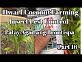 Dwarf Coconut Farming Part 16 Applying Liquid Foliar Insecticide