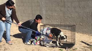 Incredible Rescue of Injured Street Dog in Mexico