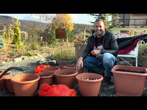 Tulipán ültetése cserepbe 