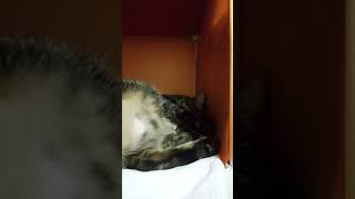 [問題/吃藥] 吃藥後亢奮？求助！