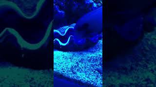 Golden Dwarf Eel eating clam