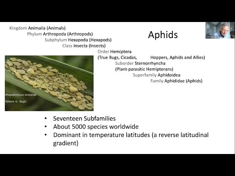Aphids: A small but spectacular take - Backyard Naturalist Lecture Series - YouTube