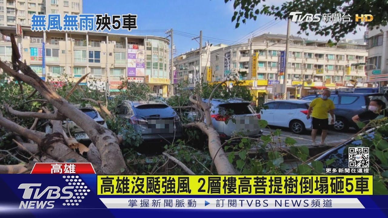 高雄沒颳強風 2層樓高菩提樹轟然倒塌砸5車