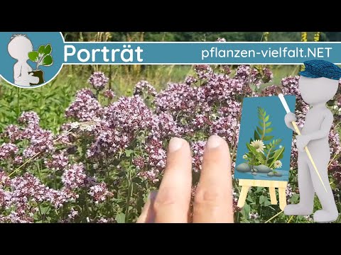 🖼️ Porträt 122 - Dost/Wilder Majoran/Oregano (Origanum vulgare) - Steckbrief (Essbar)