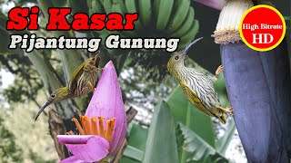 Download lagu PIJANTUNG GUNUNG GACOR tembakan TAJAM dan KASAR, Speed RAPAT | MASTERAN MURAI BATU CENDET CUCAK IJO mp3 Download lagu PIJANTUNG GUNUNG GACOR tembakan TAJAM dan KASAR, Speed RAPAT | MASTERAN MURAI BATU CENDET CUCAK IJO mp3