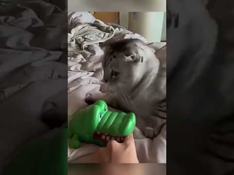 cat my video so funny🤣 #your #video cat 🐱 #adeel