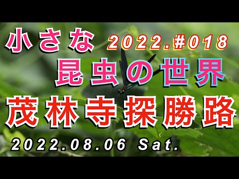 【Vlog花鳥風月】小さな昆虫の世界2022_Vol.18 茂林寺探勝路_2022.08.06 賛否両論ありますが、昆虫が好きなので、このシリーズは続けます。