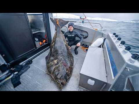 A big fish in a cold place - Giant Halibut in Arctic Norway Spearfishing