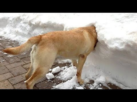 Ne peut pas arrêter de rire à funny chiens neige échoue compilation