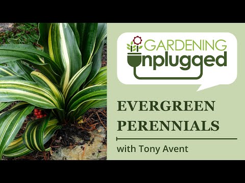 Gardening Unplugged - Evergreen Perennials with Tony Avent