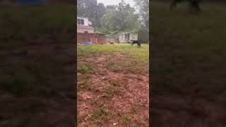 Video preview image #1 Boxador Puppy For Sale in Decatur, GA, USA